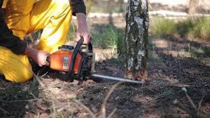 How Our Tree Care Process Works  in Severna Park, MD